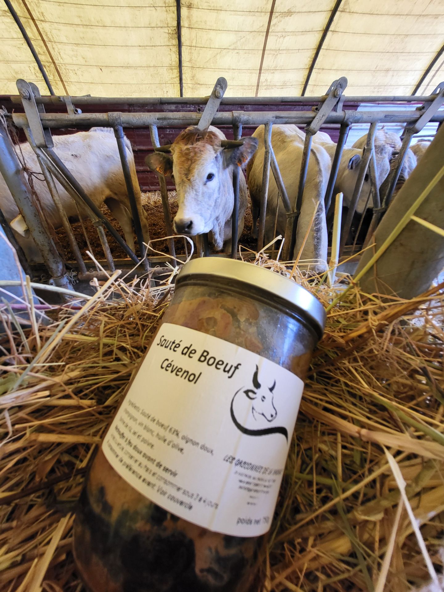 Sauté de boeuf Cévenol