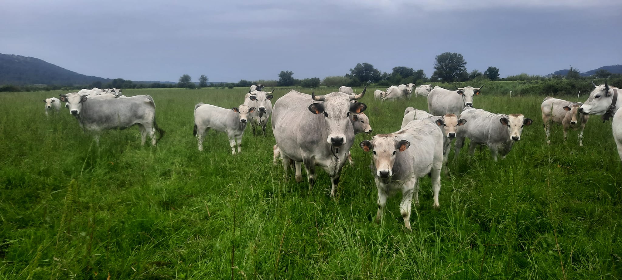 Les gasconnes de la vaunage - Domaine du Fontaron